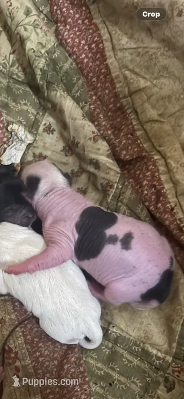 Fester the hairless  – Chihuahua puppy for sale in Beaumont, TX