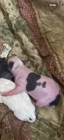 Fester the hairless , a male Chihuahua for sale in Beaumont, TX – 1 of 3