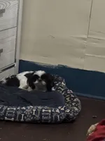 Pregnant need home , a female Shih Tzu for sale in Beaumont, TX – Photo 2 of 2