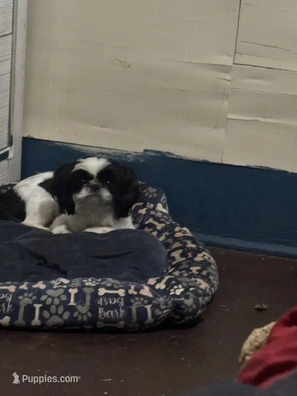 Pregnant need home  – Shih Tzu puppy for sale in Beaumont, TX