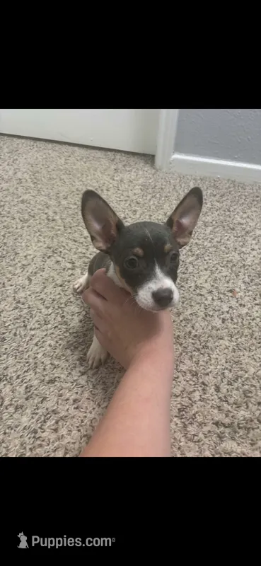 Baby blue tan an white  – Chihuahua puppy for sale in Baytown, TX