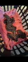 Baby One , a female Chihuahua for sale in Beaumont, TX – 4 of 5