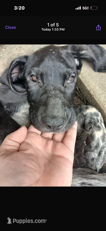 Alexa  – Great Dane puppy for sale in Beaumont, TX