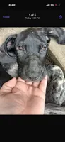 Alexa , a female Great Dane for sale in Beaumont, TX – 1 of 1