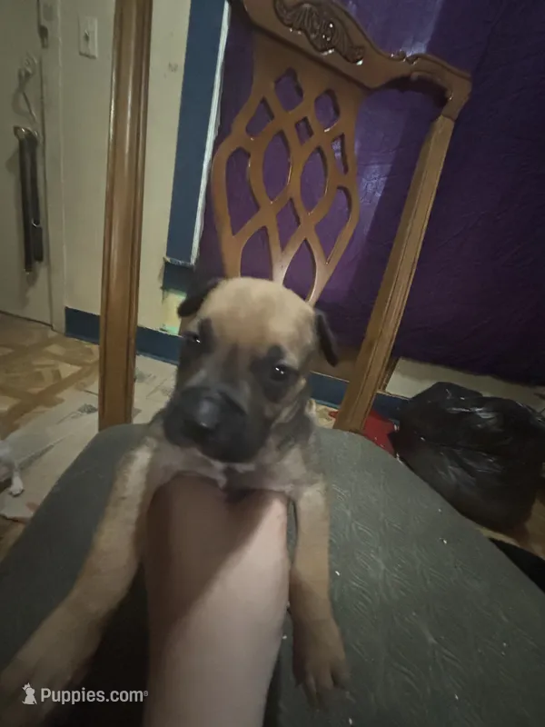 Duke  – Great Dane puppy for sale in Beaumont, TX