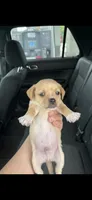 Eddie , a female Chihuahua for sale in Beaumont, TX – 1 of 5