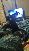 Iceland reduced need home, a female Great Dane for sale in Beaumont, TX – 3 of 4