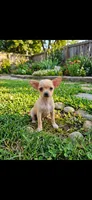 Eddy , a male Chihuahua for sale in Beaumont, TX – 2 of 2