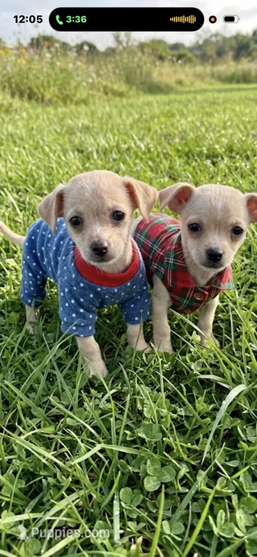 Lala  – Chihuahua puppy for sale in Beaumont, TX