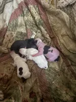 Fester the hairless , a male Chihuahua for sale in Beaumont, TX – 3 of 3
