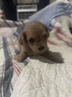 Carl  long hair. , a male Miniature Dachshund for sale in Beaumont, TX – 5 of 5