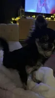 Expecting long hairs one week , a  Chihuahua for sale in Beaumont, TX – 3 of 3