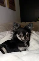 Expecting long hairs one week , a  Chihuahua for sale in Beaumont, TX – 2 of 3