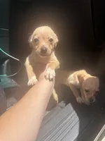 Lala , a female Chihuahua for sale in Beaumont, TX – 3 of 3