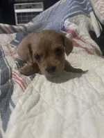 Carl  long hair. , a male Miniature Dachshund for sale in Beaumont, TX – 4 of 5