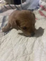Carl  long hair. , a male Miniature Dachshund for sale in Beaumont, TX – 3 of 5