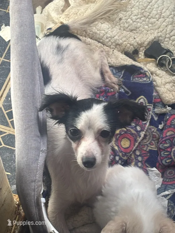 Brittany  pregant an need home moving  – Chihuahua puppy for sale in Baytown, TX