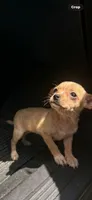 Lala , a female Chihuahua for sale in Beaumont, TX – 2 of 3