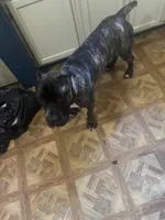 Kirara , a  Cane Corso for sale in Beaumont, TX – Photo 1 of 2