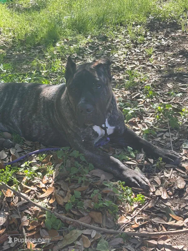 Kiara  – Cane Corso puppy for sale in Beaumont, TX