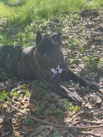 Kiara , a female Cane Corso for sale in Beaumont, TX – 1 of 2
