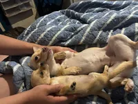 Lala , a female Chihuahua for sale in Beaumont, TX – 4 of 4