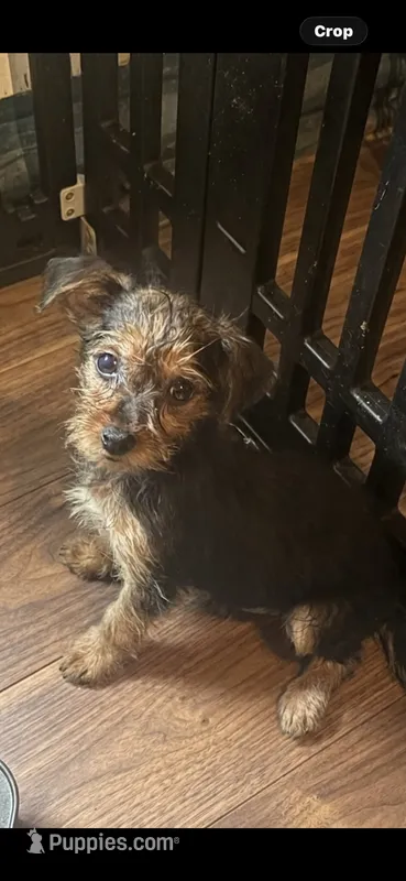 London  – Yorkshire Terrier puppy for sale in Beaumont, TX