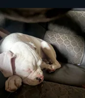 Damon , a male Boxer for sale in Beaumont, TX – 1 of 3