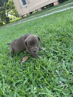 Candi , a female Labrador Retriever for sale in Beaumont, TX – Photo 2 of 2