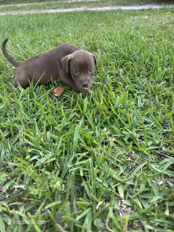 Candi , a female Labrador Retriever for sale in Beaumont, TX – Photo 1 of 2