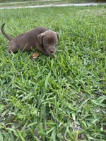 Candi , a female Labrador Retriever for sale in Beaumont, TX – Photo 1 of 2