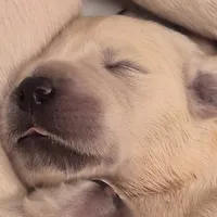 processed/a5d1f3fe-5d98-43f1-b15d-9daa309ff0ef/listing/a9015443-c09c-49c7-868f-31ba73da9f36/6d020788-6447-414d-be4d-107b7d9f00ac