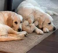 processed/a5d1f3fe-5d98-43f1-b15d-9daa309ff0ef/listing/a9015443-c09c-49c7-868f-31ba73da9f36/b20c5b4b-b007-41cf-9f57-05a6e0670c18