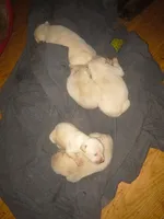 processed/a5d1f3fe-5d98-43f1-b15d-9daa309ff0ef/listing/a9015443-c09c-49c7-868f-31ba73da9f36/de1d2072-6cd4-4976-87e6-903ef44ba1f3