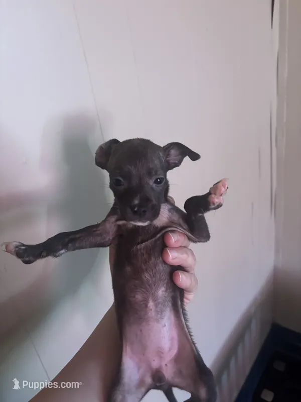 Destiny  – Chihuahua puppy for sale in Beaumont, TX