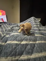 Lala , a female Chihuahua for sale in Beaumont, TX – 2 of 4
