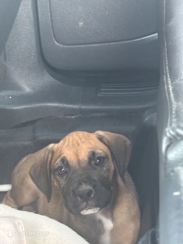 July , a female Boxer for sale in Beaumont, TX – 1 of 3
