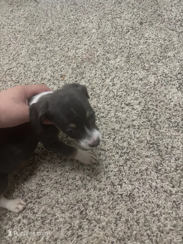 Azul the odd ball blue white and tan  – Dachshund puppy for sale in Baytown, TX