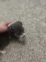 Azul the odd ball blue white and tan , a female Dachshund for sale in Baytown, TX – 1 of 5