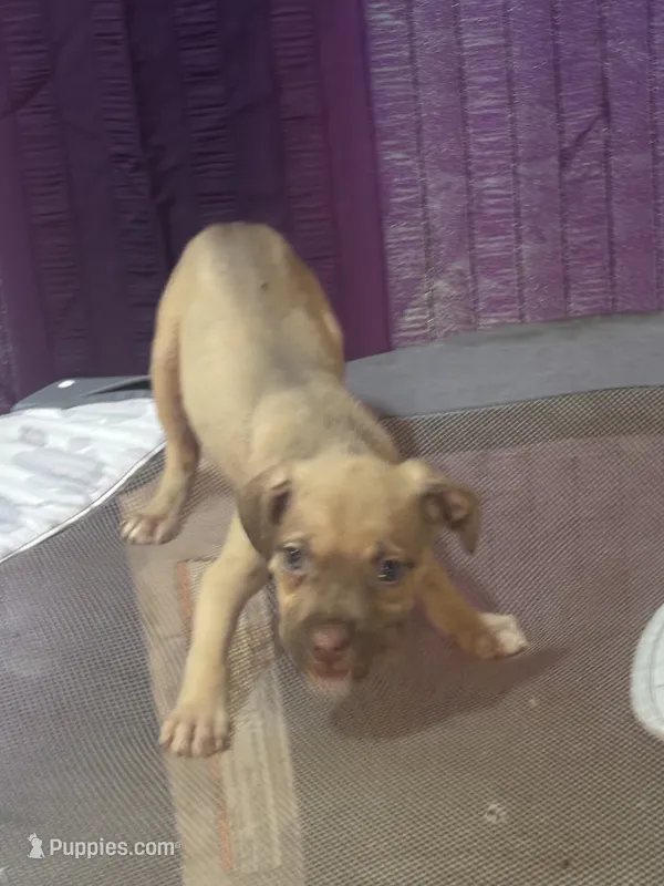 Star – Great Dane, Cane Corso puppy for sale in Beaumont, TX