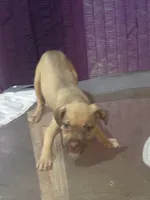 Star, a female Great Dane and Cane Corso for sale in Beaumont, TX – 1 of 6
