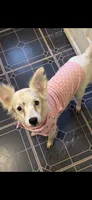 Snow the powder puff  pregnant , a female Chinese Crested for sale in Beaumont, TX – 2 of 2