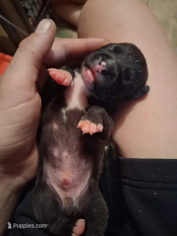 Baby 2 – Chihuahua puppy for sale in Beaumont, TX