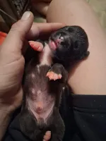 Baby 2, a male Chihuahua for sale in Beaumont, TX – 1 of 5