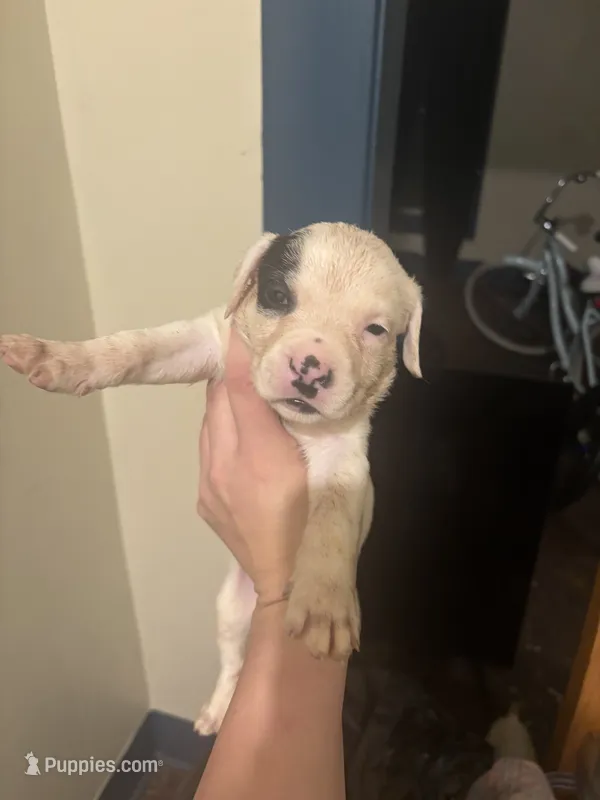 Lady bug  – Great Dane puppy for sale in Beaumont, TX