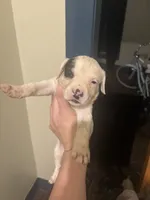 Lady bug , a female Great Dane for sale in Beaumont, TX – 1 of 5