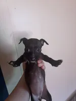 Midnight , a female Chihuahua for sale in Beaumont, TX – 1 of 2