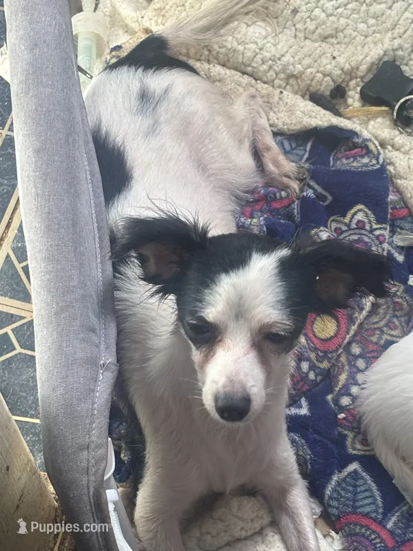 Brittany need home pregnant  – Chihuahua puppy for sale in Beaumont, TX