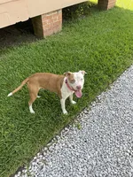 Marry , a female Great Dane and American Pit Bull Terrier for sale in Beaumont, TX – 1 of 1