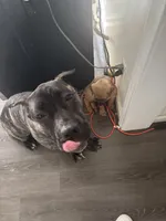 Kane, a male Cane Corso for sale in Beaumont, TX – Photo 3 of 4